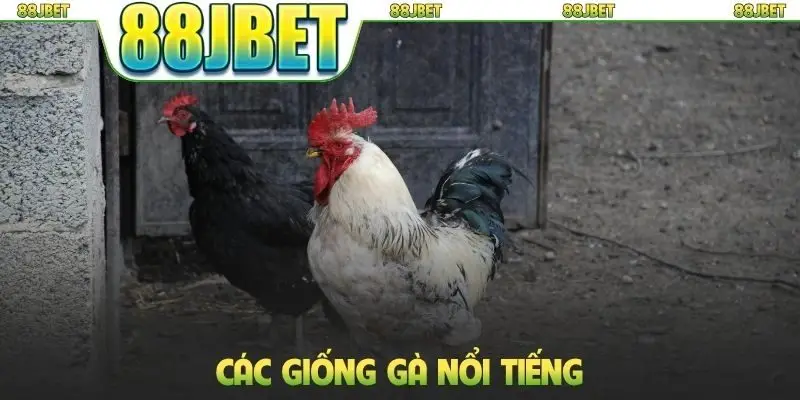 Đá gà 88jbet 2 Các giống gà nổi tiếng