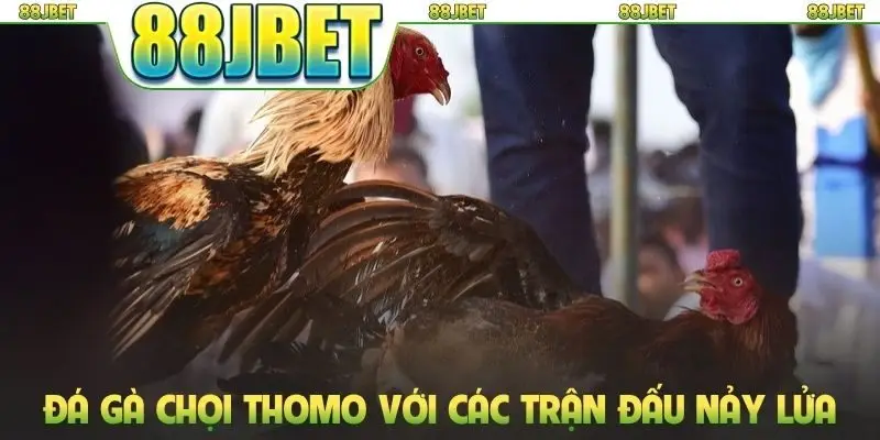 Đá gà chọi Thomo với các trận đấu nảy lửa