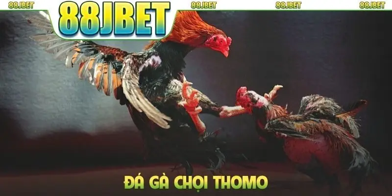 Đá gà chọi Thomo