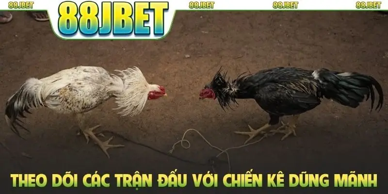 Theo dõi các trận đấu với những chiến kê dũng mãnh